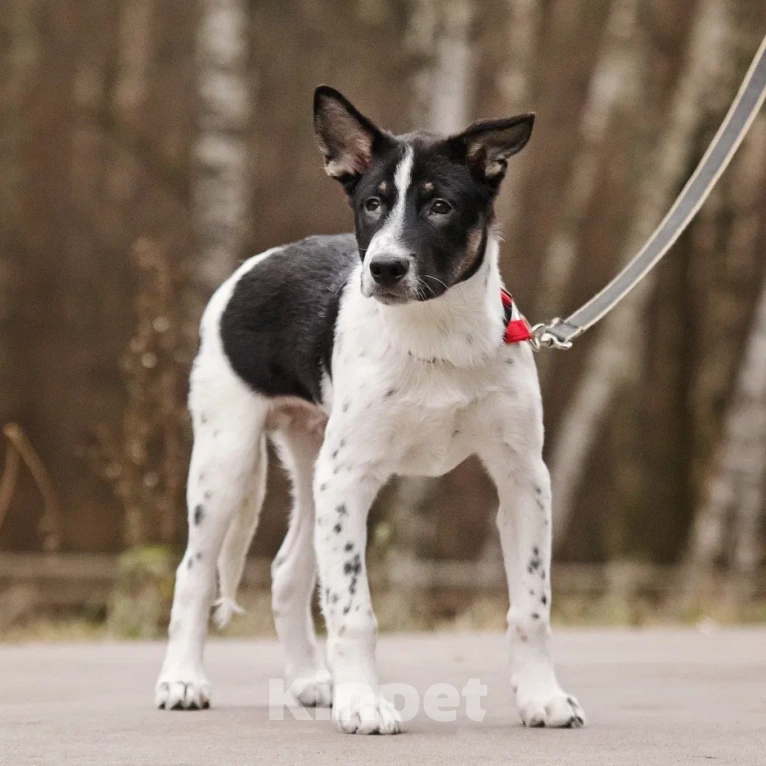 Собаки в Москве: Спайк якутенок Мальчик, Бесплатно - фото 3