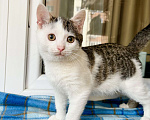 Кошки в Москве: Котенок Лазерь - лучистое счастье в добрые руки Мальчик, Бесплатно - фото 1
