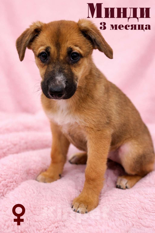 Собаки в Москве: Минди щенок девочка ищет дом Девочка, Бесплатно - фото 1