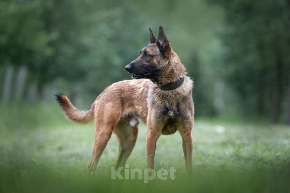 Собаки в Москве: Малик Мальчик, Бесплатно - фото 3