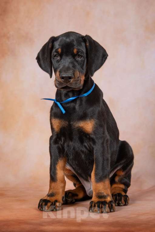 Собаки в Москве: Щенки добермана  Мальчик, 100 000 руб. - фото 3