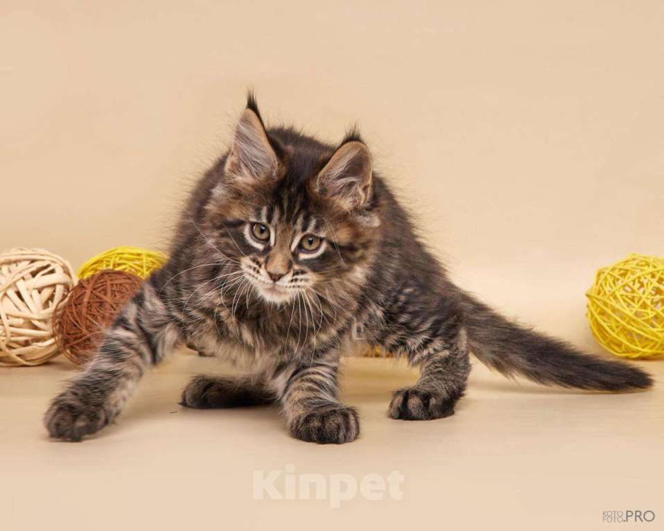 Кошки в Новосибирске: Котик Апполон Мальчик, 40 000 руб. - фото 3