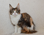 Кошки в Казани: Котенок мейн кун Девочка, 55 000 руб. - фото 2