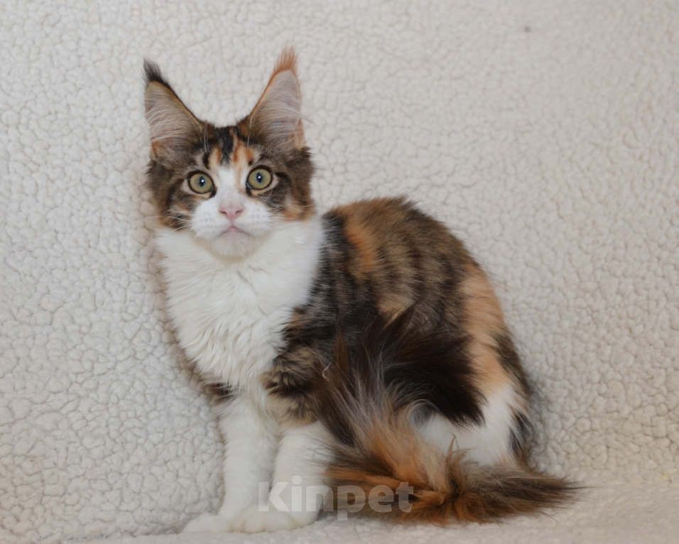 Кошки в Казани: Котенок мейн кун Девочка, 55 000 руб. - фото 2