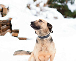 Собаки в Санкт-Петербурге: Семейный пёс небольшого размера Мальчик, Бесплатно - фото 8