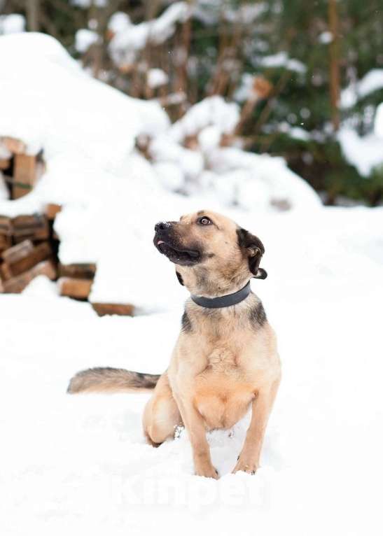 Собаки в Санкт-Петербурге: Семейный пёс небольшого размера Мальчик, Бесплатно - фото 8
