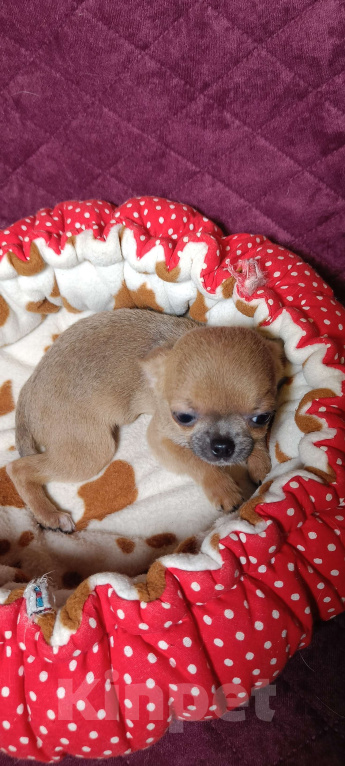 Собаки в Москве: Микро Кнопочка Девочка, 85 000 руб. - фото 5