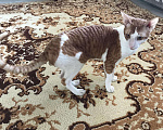 Кошки в Астрахани: Корниш рекс, 3 000 руб. - фото 5