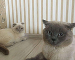 Кошки в Рузаевке: Вязка, 2 000 руб. - фото 2