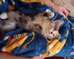 Кошки в Кудымкаре: Кошки, Бесплатно - фото 8