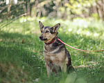 Собаки в Клине: Нежная Люси Девочка, Бесплатно - фото 5