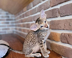 Кошки в Таганроге: Ориентальная котёнок Мальчик, 50 000 руб. - фото 2