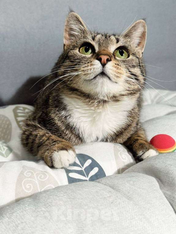 Кошки в Балашихе: Пеппи Девочка, Бесплатно - фото 2