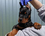 Собаки в других городах Краснодарского края: Щенки добермана мальчики Мальчик, 50 000 руб. - фото 4