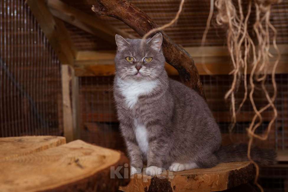 Кошки в Москве: Кошка в добрые руки! Девочка, Бесплатно - фото 3