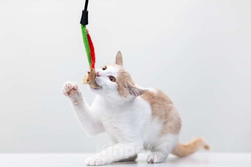 Кошки в Москве: Пончик Мальчик, Бесплатно - фото 7