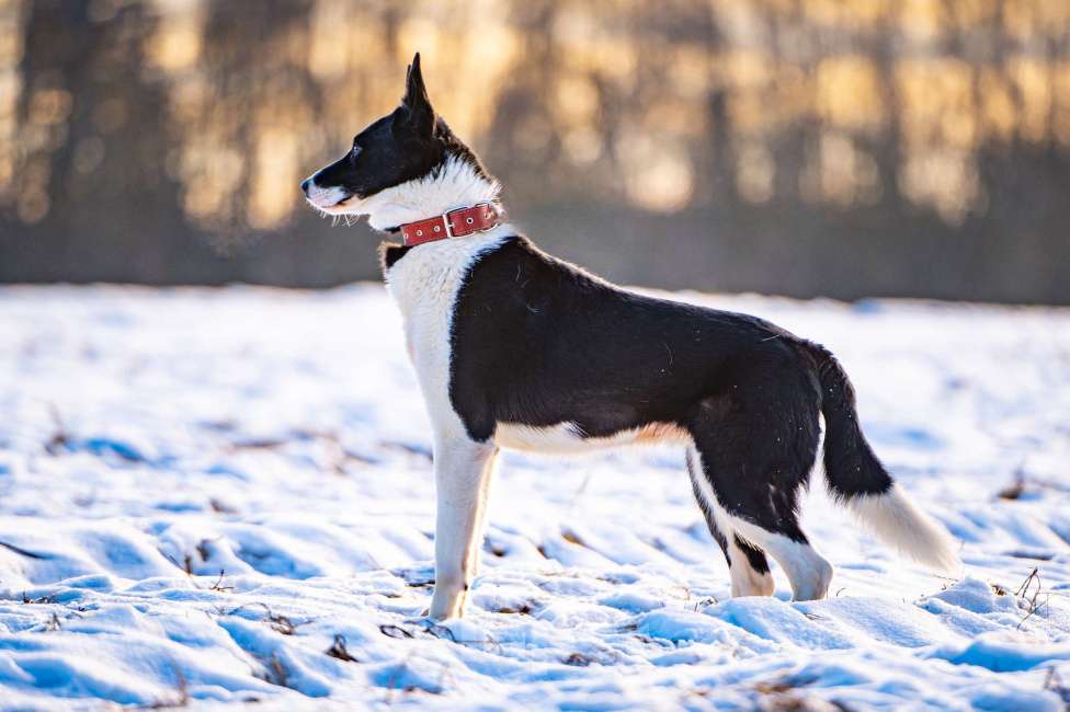 Собаки в Клине: Джоли — звёздная собачка Девочка, Бесплатно - фото 5