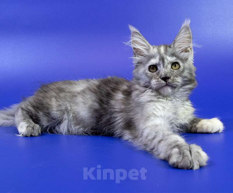 Кошки в Москве: Котенок мейн кун Девочка, Бесплатно - фото 7