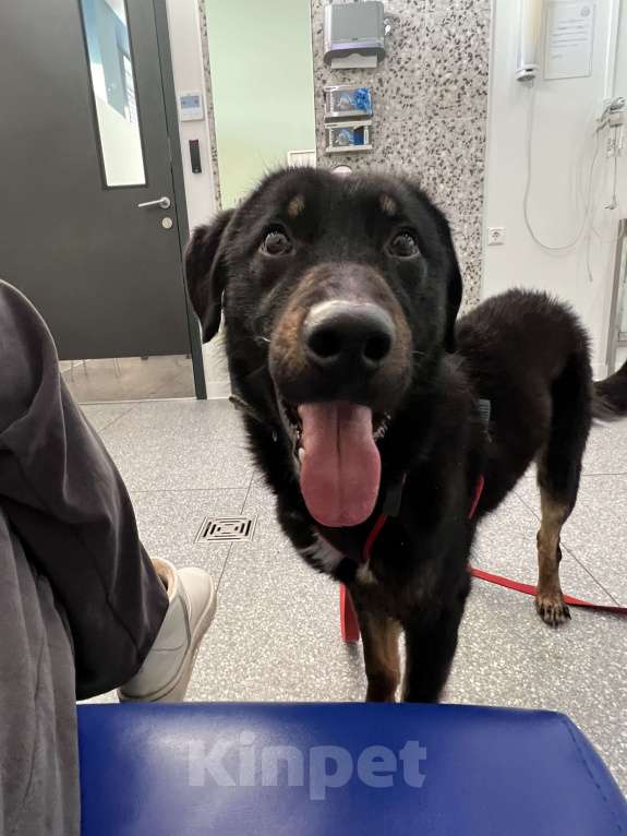 Собаки в Москве: Яша ищет маму Мальчик, Бесплатно - фото 7