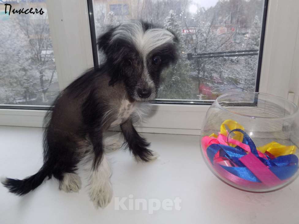 Собаки в Москве: Китайская хохлатая собака Мальчик, 35 000 руб. - фото 7