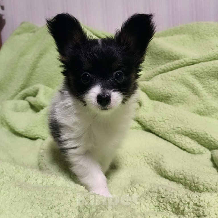 Собаки в Москве: Папийон девочка триколор Девочка, 58 000 руб. - фото 1