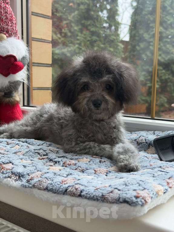 Собаки в Краснодаре: Тедди пудель Китай 🇨🇳  Девочка, 190 000 руб. - фото 3