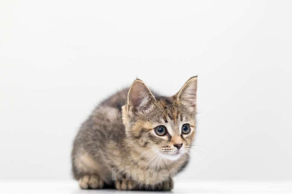 Кошки в Москве: Кира Девочка, Бесплатно - фото 2