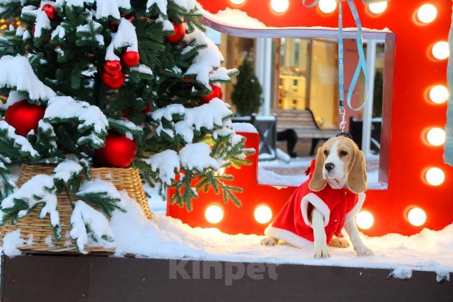 Собаки в Москве: Щенок бигля девочка ркф Девочка, 35 000 руб. - фото 3