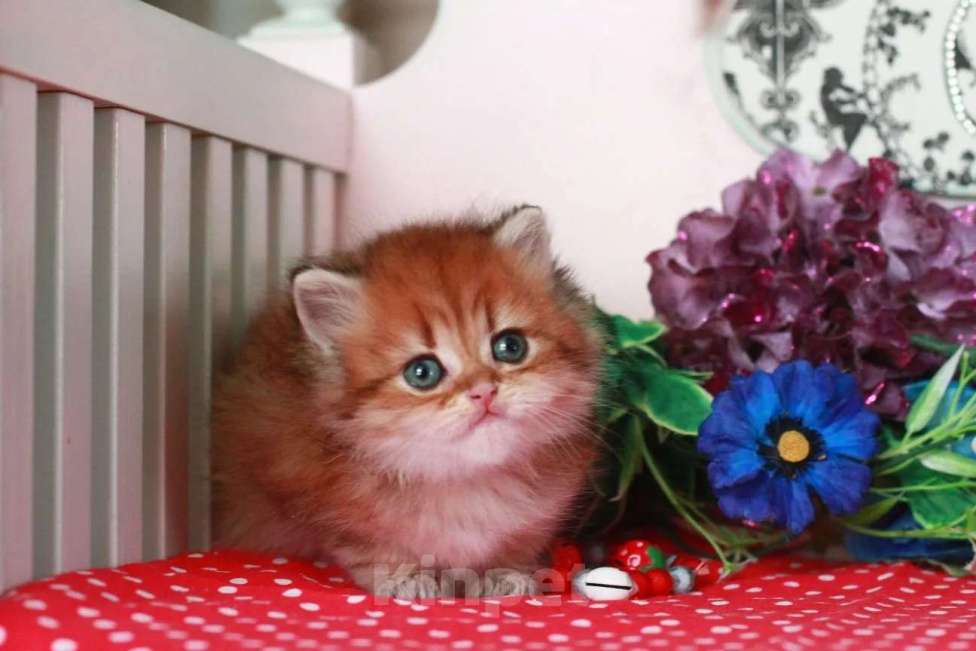 Кошки в Москве: Золотой котик с документами  Мальчик, 25 000 руб. - фото 6