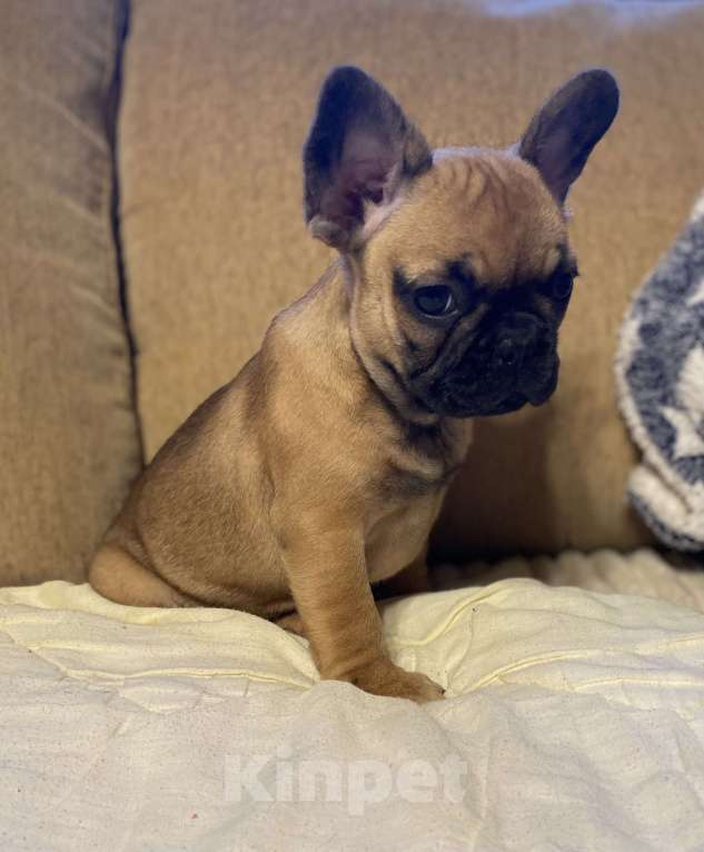 Собаки в Санкт-Петербурге: Шикарная девочка французик в мини размере  Девочка, 45 000 руб. - фото 9