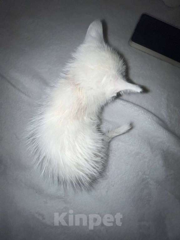 Кошки в Санкт-Петербурге: Котёнок 1,5 месяца ищет дом  Мальчик, Бесплатно - фото 3