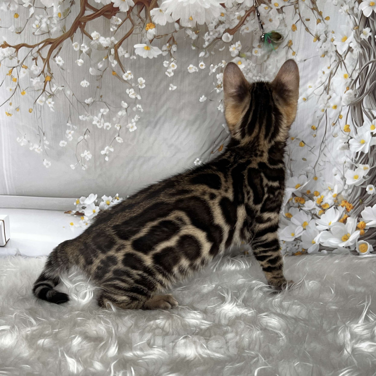 Кошки в Москве: Бенгальский котёнок  Девочка, Бесплатно - фото 3