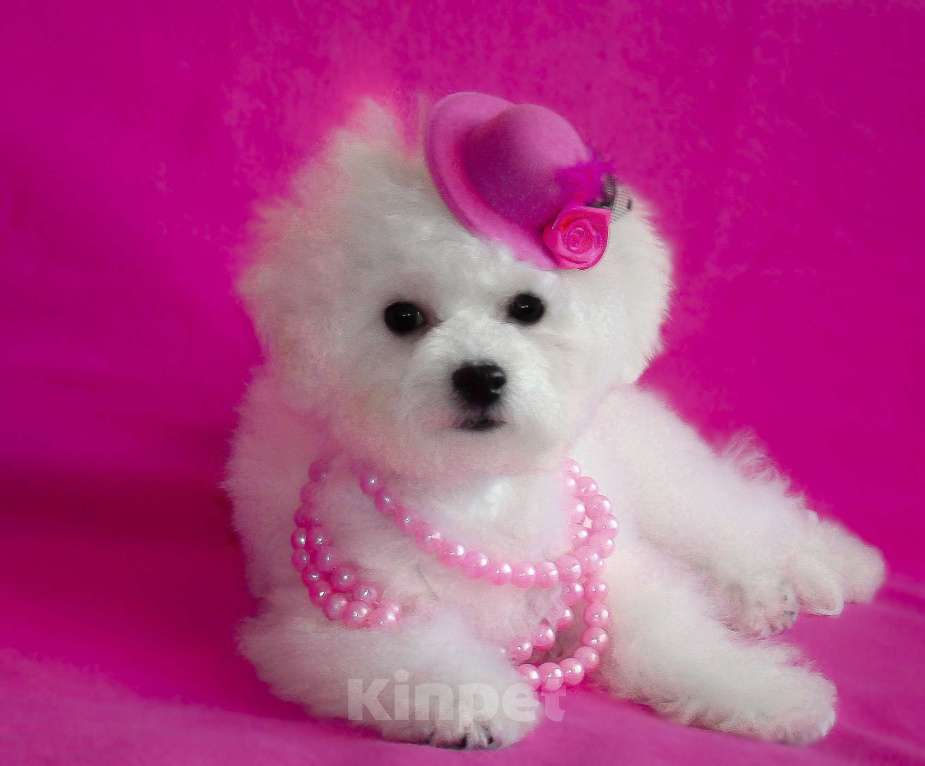 Собаки в Москве: Бишон фризе щенки Девочка, 130 000 руб. - фото 2