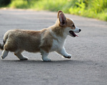 Собаки в Одинцово: Вельш Корги Пемброк Девочка, 60 000 руб. - фото 5