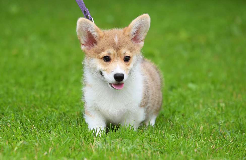 Собаки в Москве: Вельш корги пемброк мальчик Мальчик, 45 000 руб. - фото 5