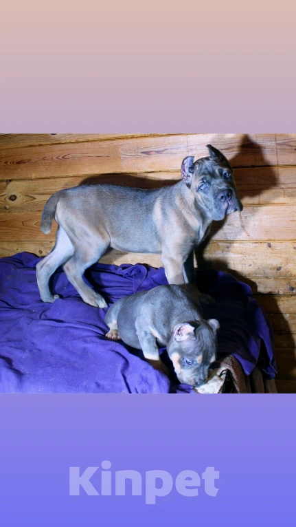 Собаки в Череповце: Девочки кане корсо Девочка, 60 000 руб. - фото 2