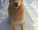 Собаки в Москве: Мягкий и пушистый Лучик ищет дом! Мальчик, Бесплатно - фото 6