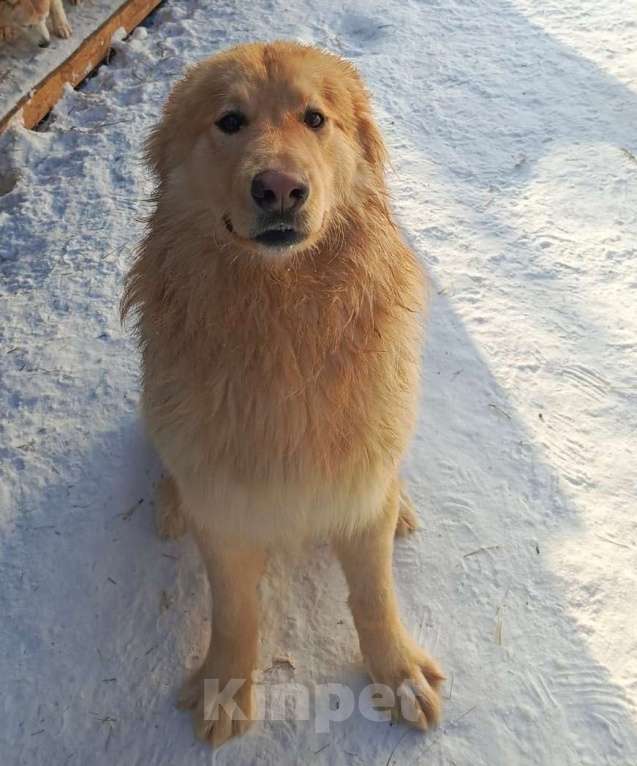 Собаки в Москве: Мягкий и пушистый Лучик ищет дом! Мальчик, Бесплатно - фото 6