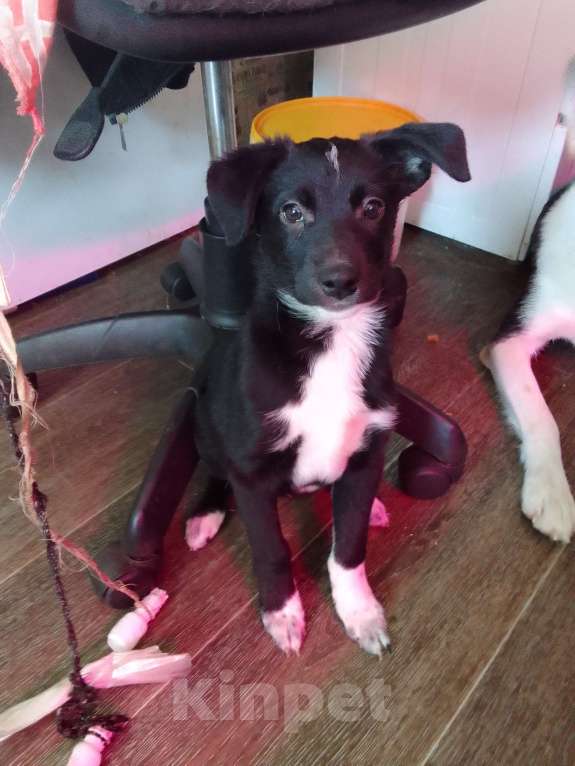 Собаки в Орле: Девочка Девочка, Бесплатно - фото 5