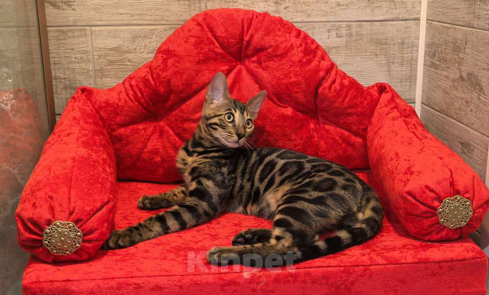 Кошки в Москве: Бенгальский котёнок Мальчик, 70 000 руб. - фото 7