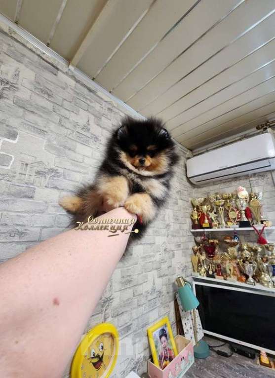 Собаки в Москве: Шпиц померанский девочка из племенного питомника Ркф Девочка, Бесплатно - фото 1