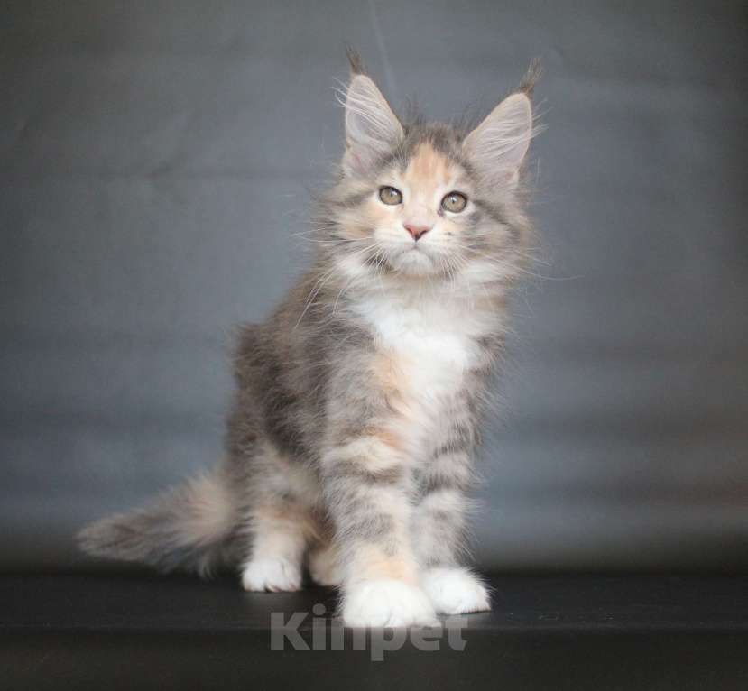 Кошки в Екатеринбурге: Диана Девочка, 50 000 руб. - фото 3