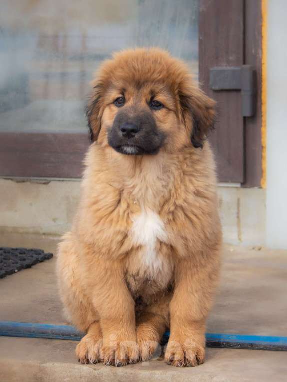 Собаки в Москве: Щенок Монгольского Банхара Мальчик, Бесплатно - фото 3