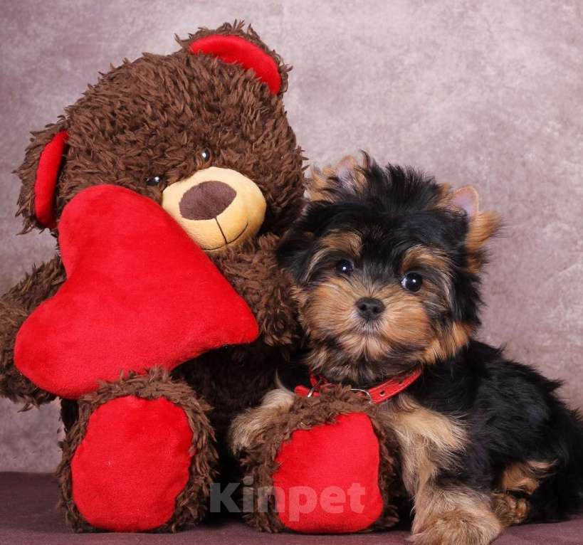 Собаки в Москве: Йоркширский породный красавчик Ютубик 🥰 РКФ Мальчик, 45 000 руб. - фото 1