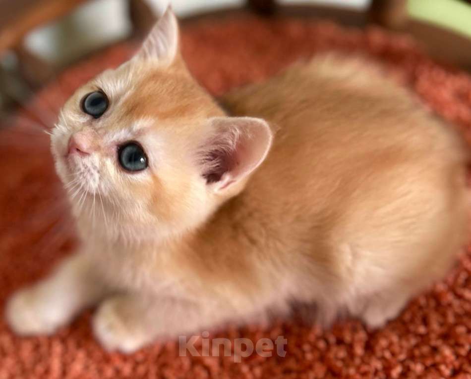 Кошки в Москве: Кошечка Золотая Шиншилла  Девочка, 35 000 руб. - фото 2