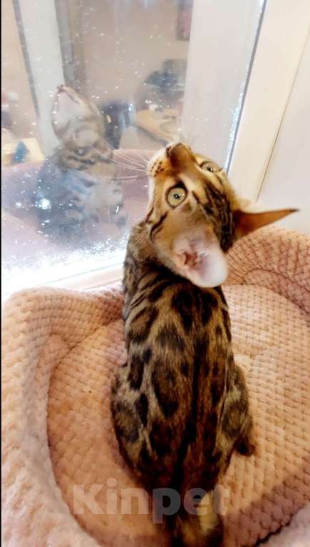 Кошки в Москве: Бенгальские шоу малыши Девочка, Бесплатно - фото 2