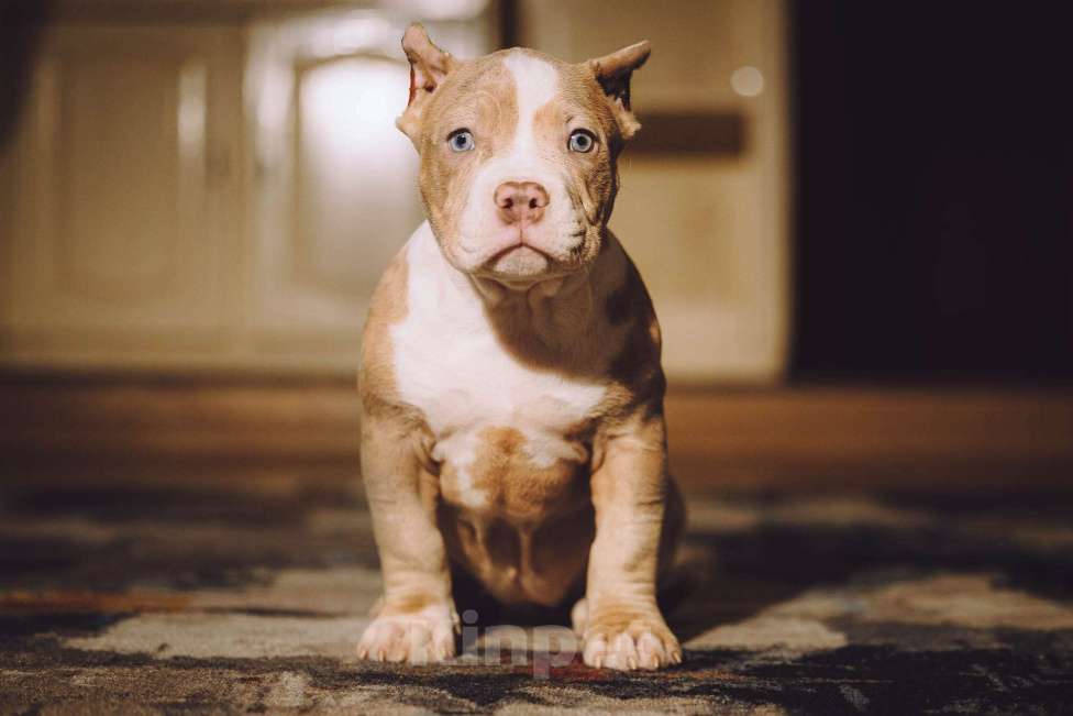 Собаки в Москве: Щенки Американского булли  Девочка, 150 000 руб. - фото 2