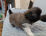 Собаки в Тамбове: Щенок пекинеса Мальчик, Бесплатно - фото 4
