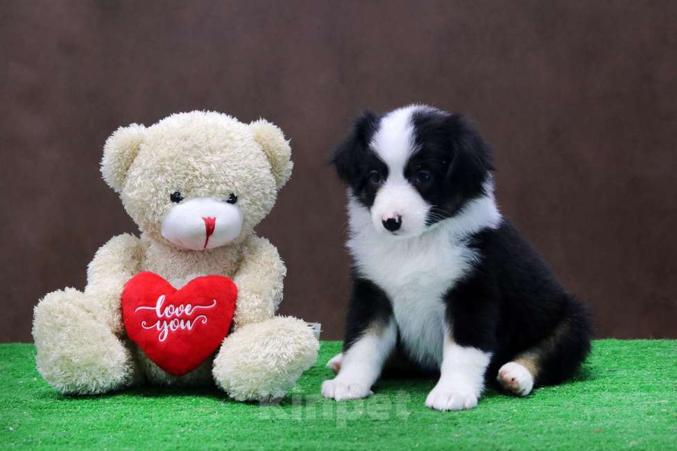 Собаки в Москве: Миниатюрная американская овчарка девочка триколор Девочка, 60 000 руб. - фото 3