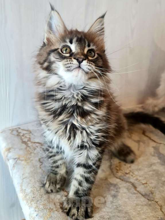 Кошки в других городах Ярославской области: Котята Мейн кун Мальчик, Бесплатно - фото 5